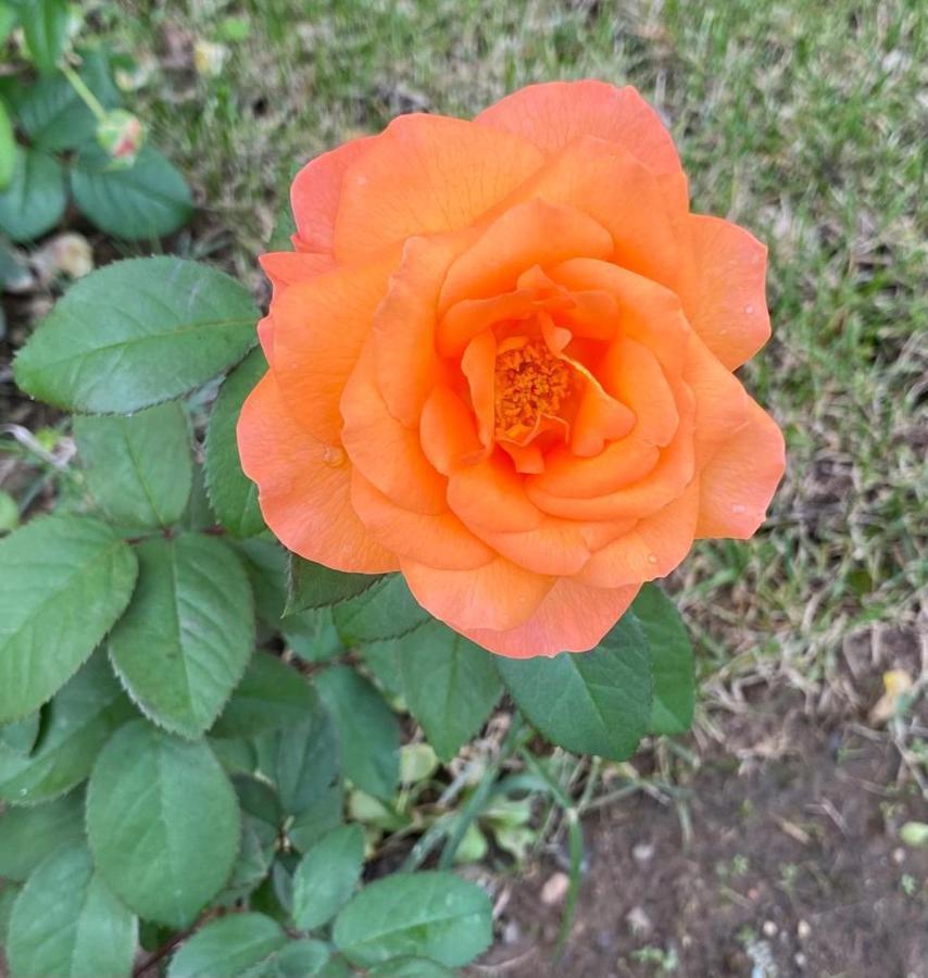 파가니코 Il Casale Delle Rose 아파트 호텔 외부 사진